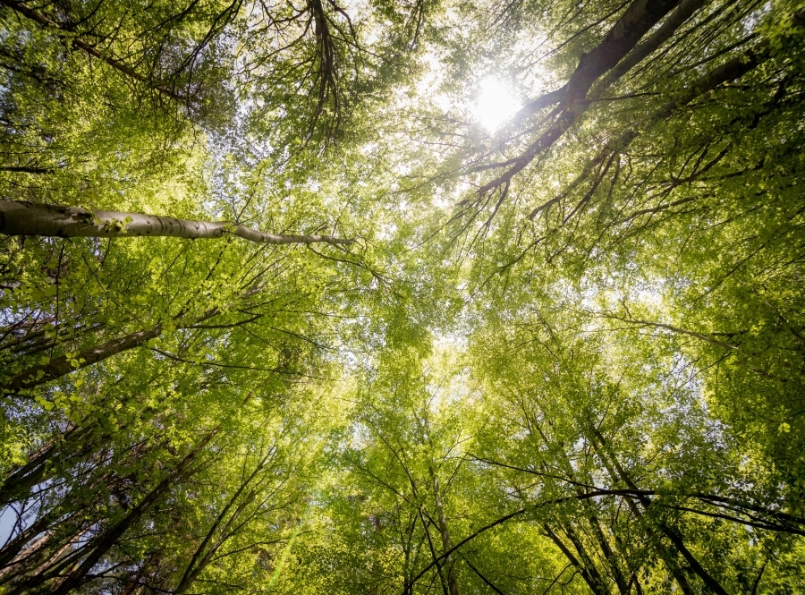 trees